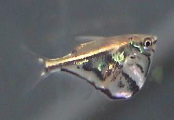 Carnegiella strigata