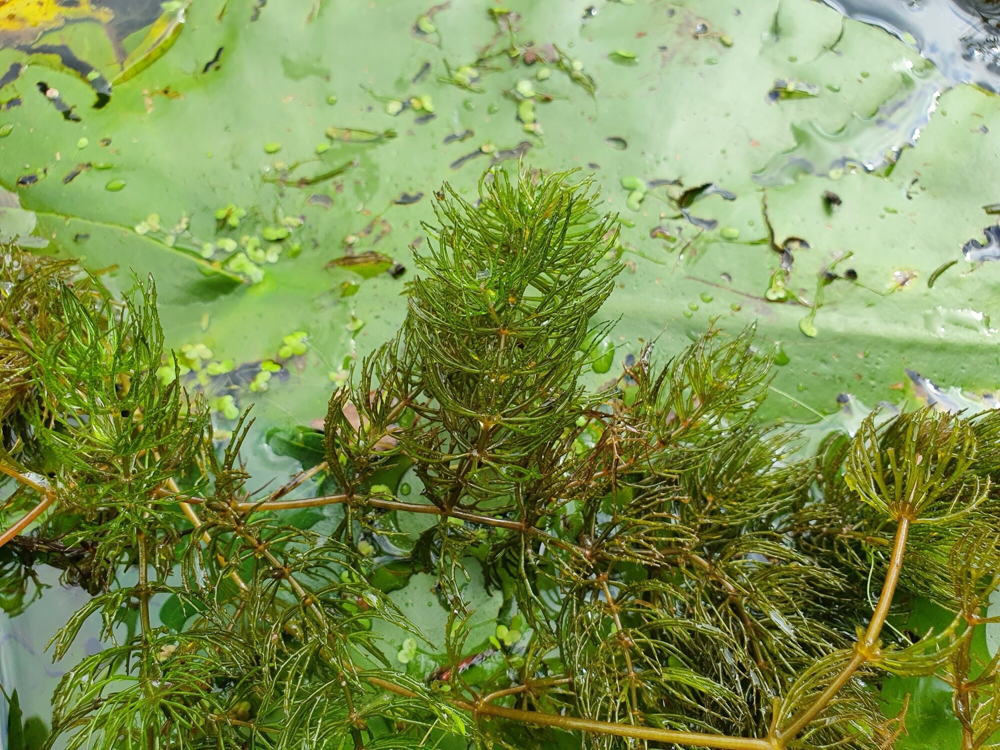 Thumbnail 2 Ceratophyllum demersum