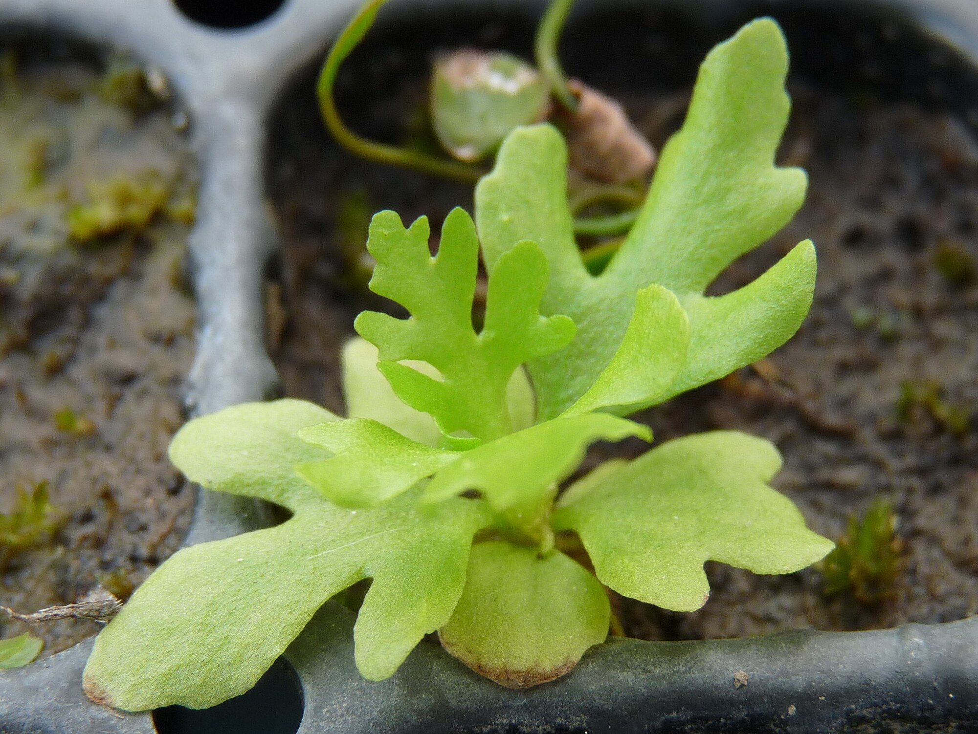 Thumbnail 2 Ceratopteris thalictroides