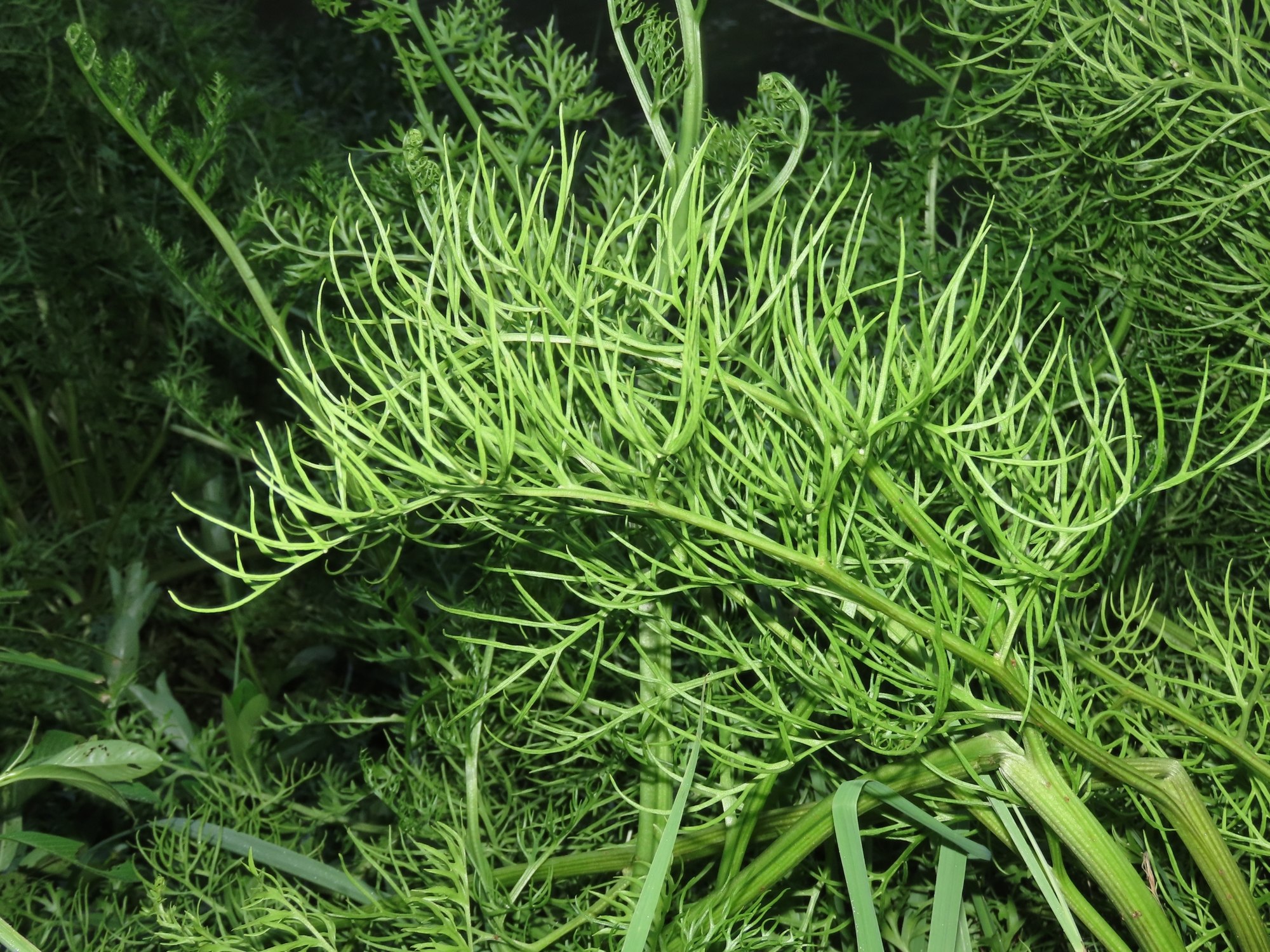 Thumbnail 3 Ceratopteris thalictroides