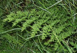 Ceratopteris thalictroides