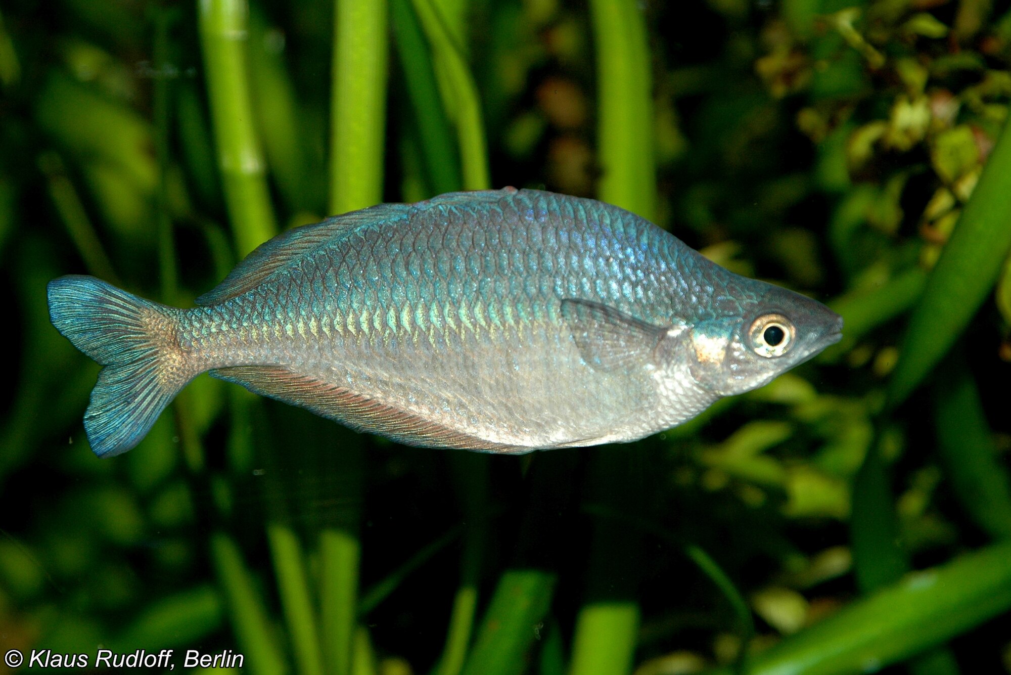 Thumbnail 2 Chilatherina fasciata