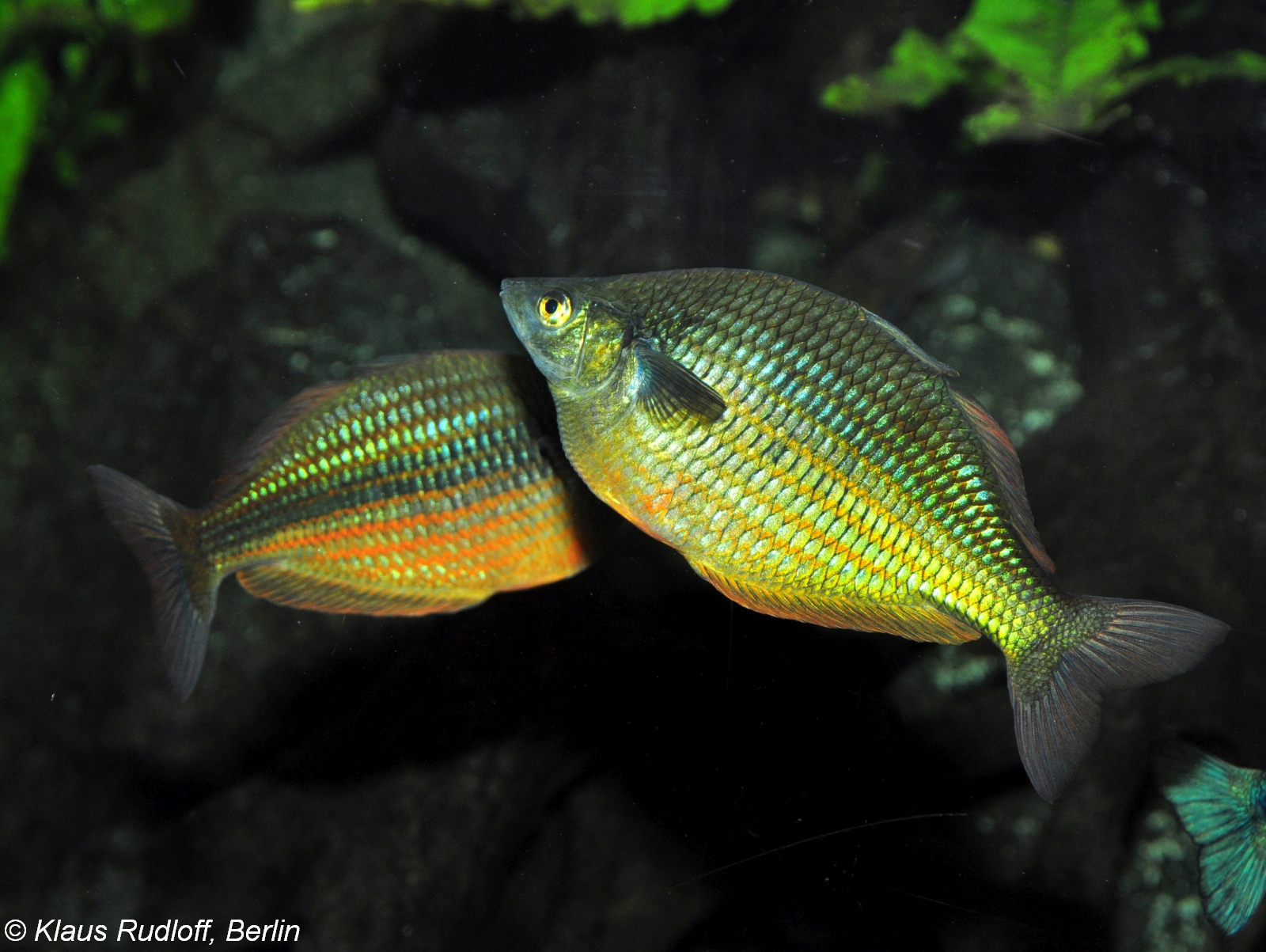 Thumbnail 3 Chilatherina fasciata