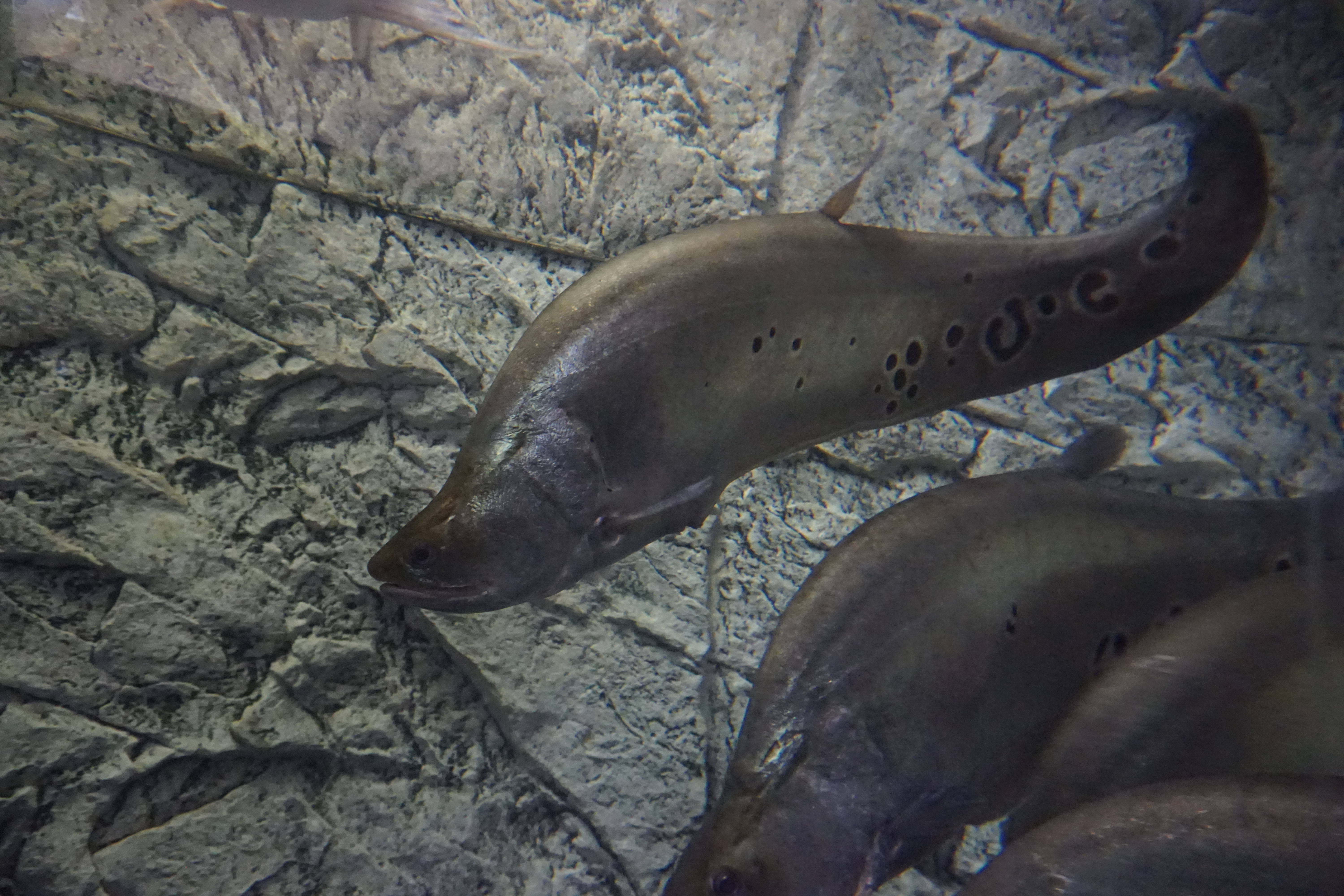 Thumbnail 3 Chitala ornata