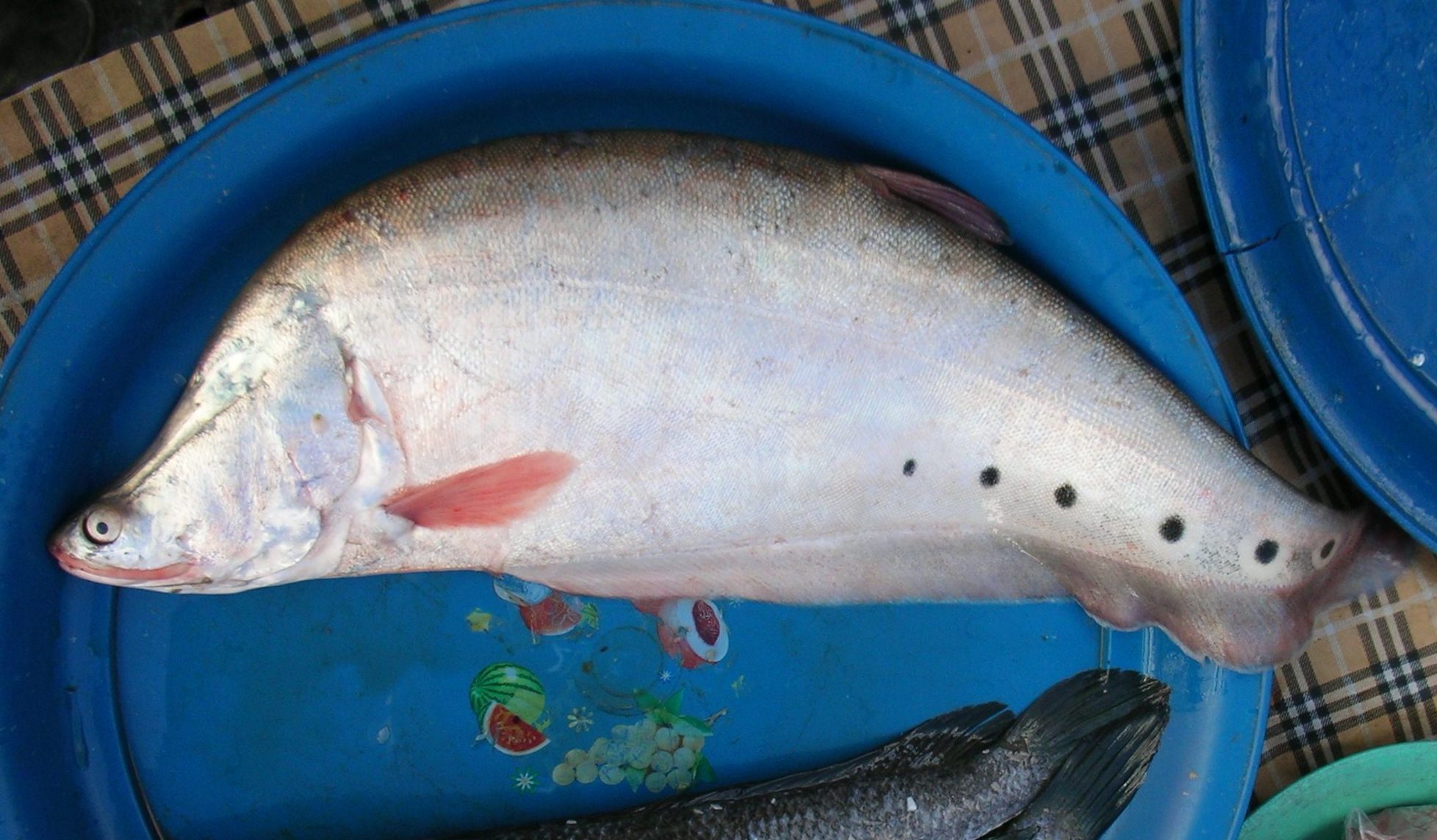 Thumbnail 5 Chitala ornata