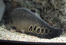 Chitala ornata