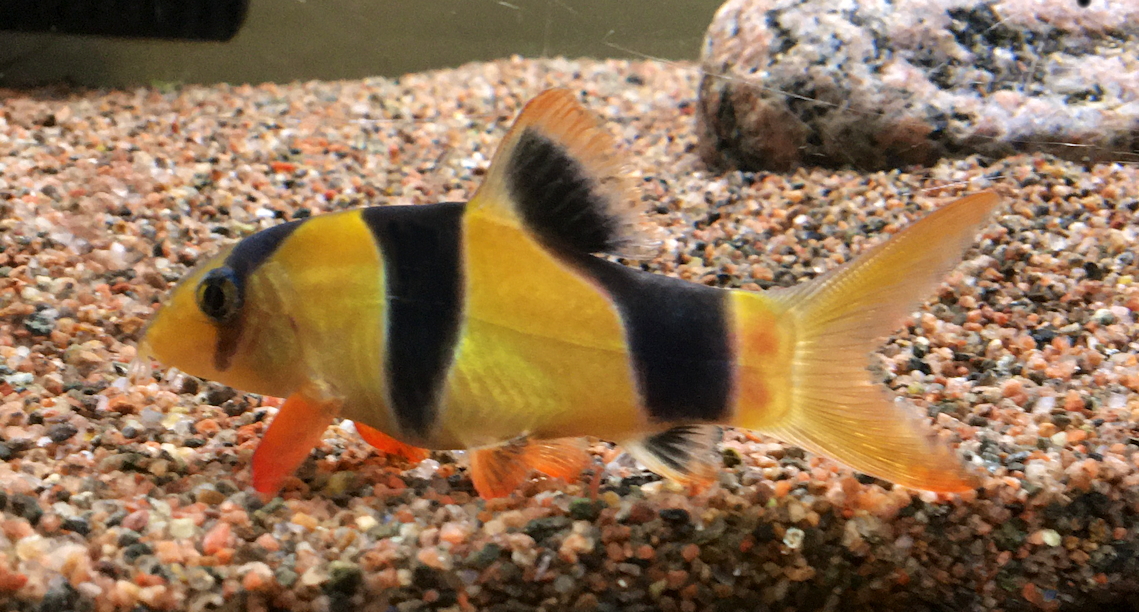 Chromobotia macracanthus