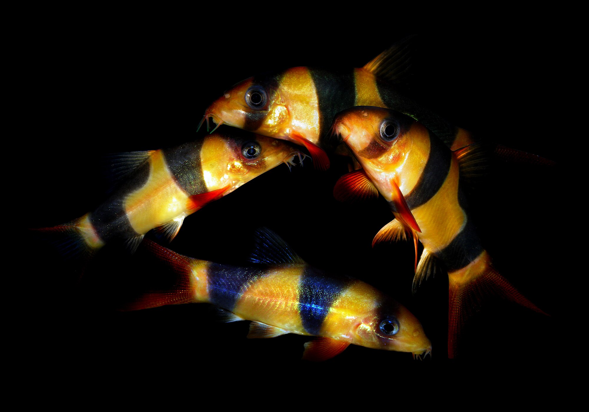 Thumbnail 2 Chromobotia macracanthus