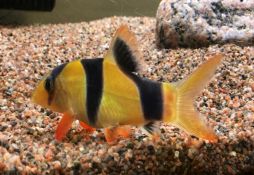 Chromobotia macracanthus