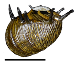 Thumbnail 3 Clithon corona