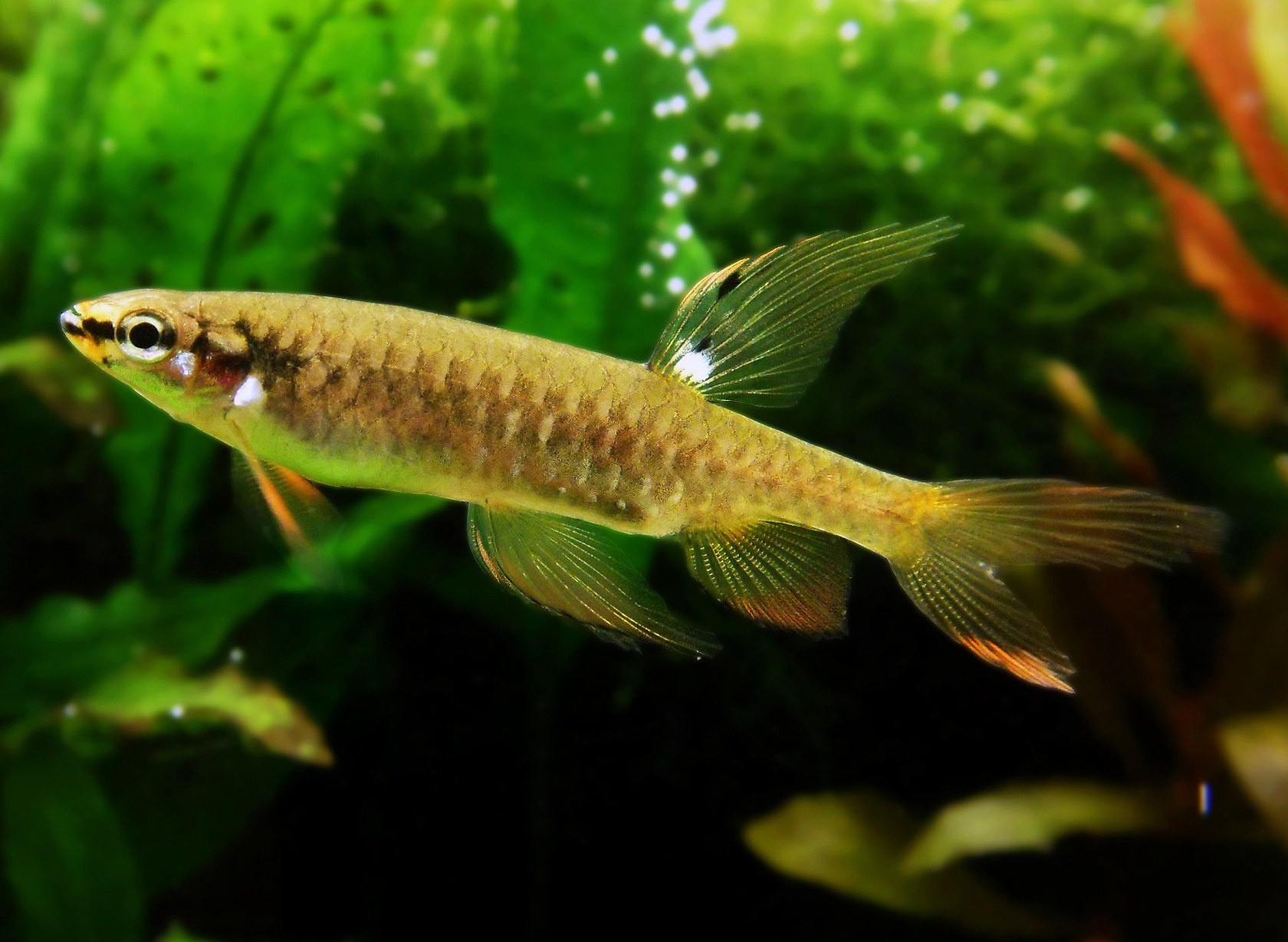 Copella arnoldi