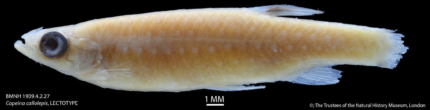 Copella nattereri