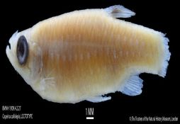 Copella nattereri