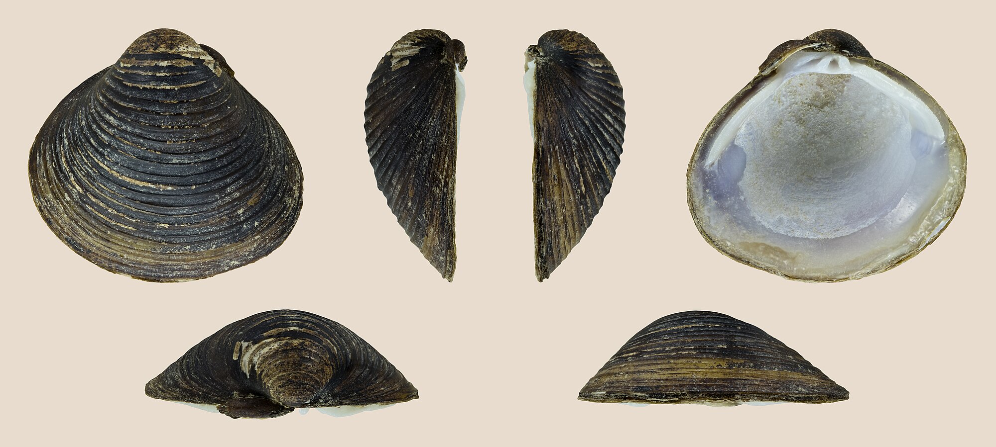Thumbnail 2 Corbicula fluminea