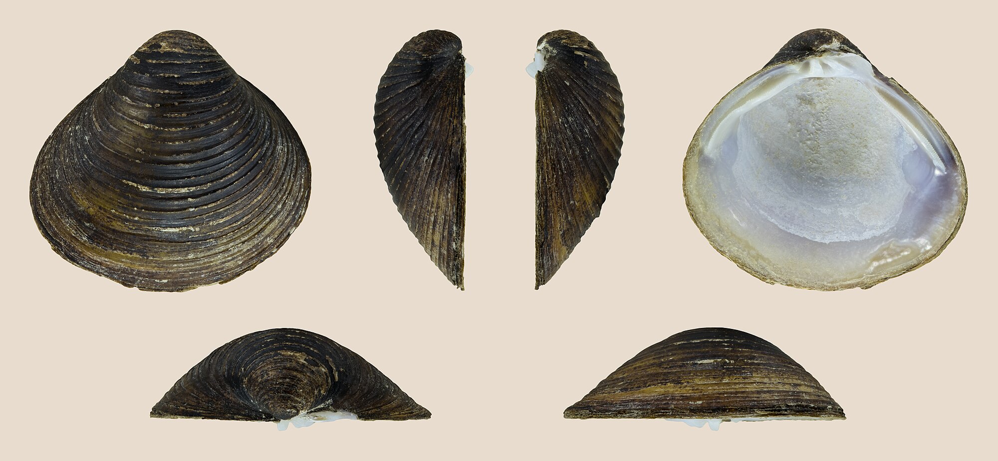 Thumbnail 3 Corbicula fluminea