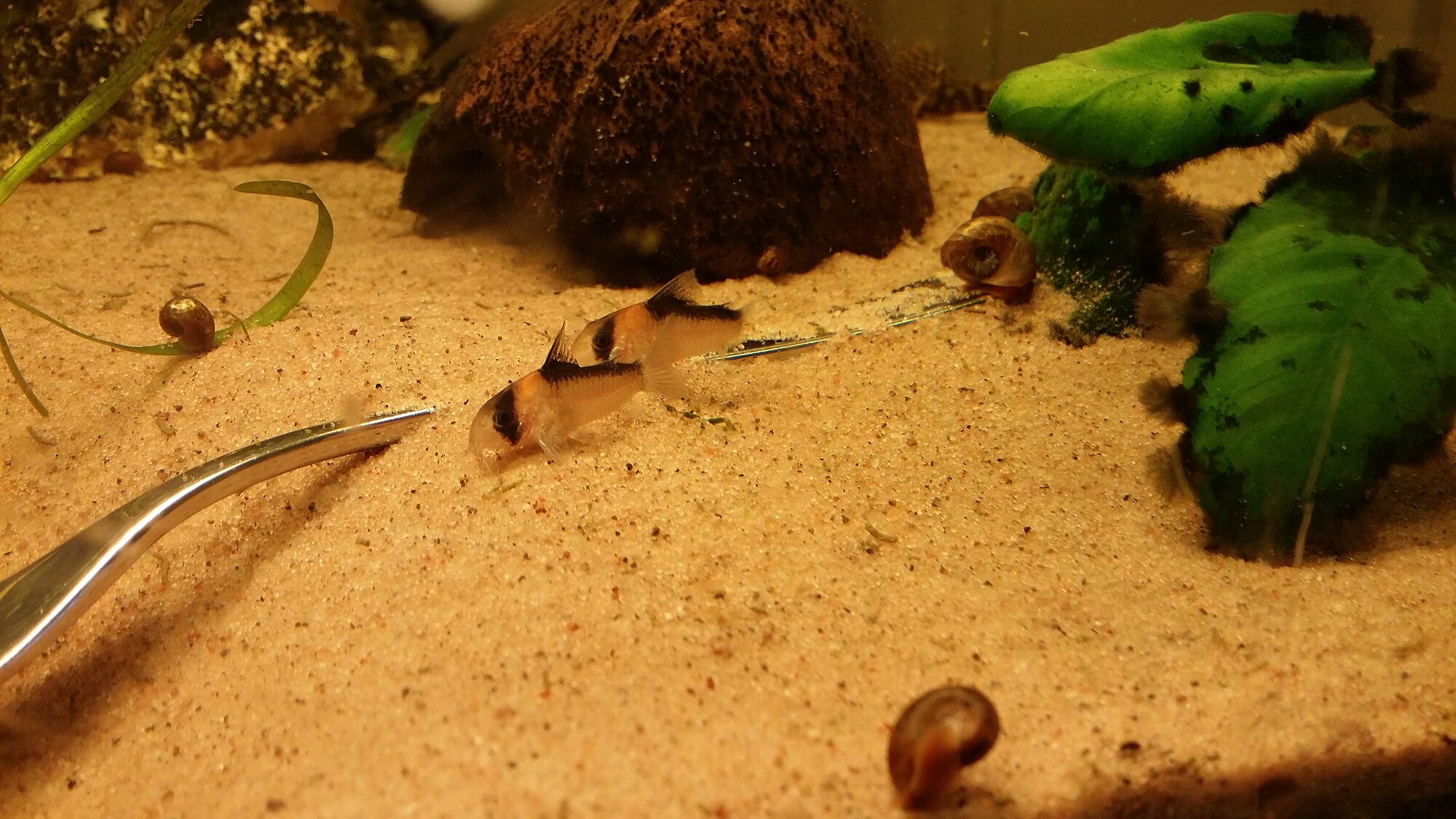 Thumbnail 2 Corydoras adolfoi