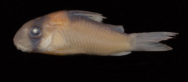 Thumbnail 3 Corydoras adolfoi