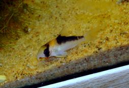 Corydoras adolfoi