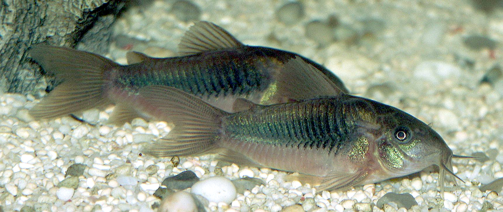 Thumbnail 2 Corydoras aeneus