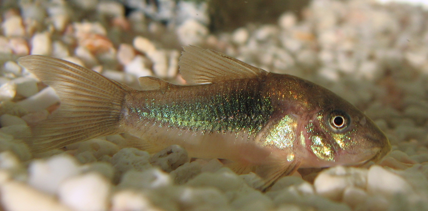 Thumbnail 3 Corydoras aeneus