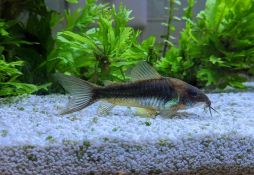 Corydoras aeneus