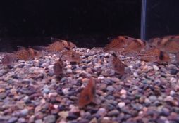 Corydoras ambiacus