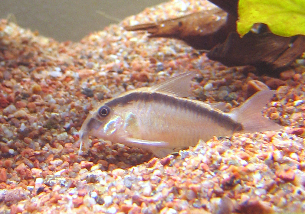 Thumbnail 2 Corydoras arcuatus