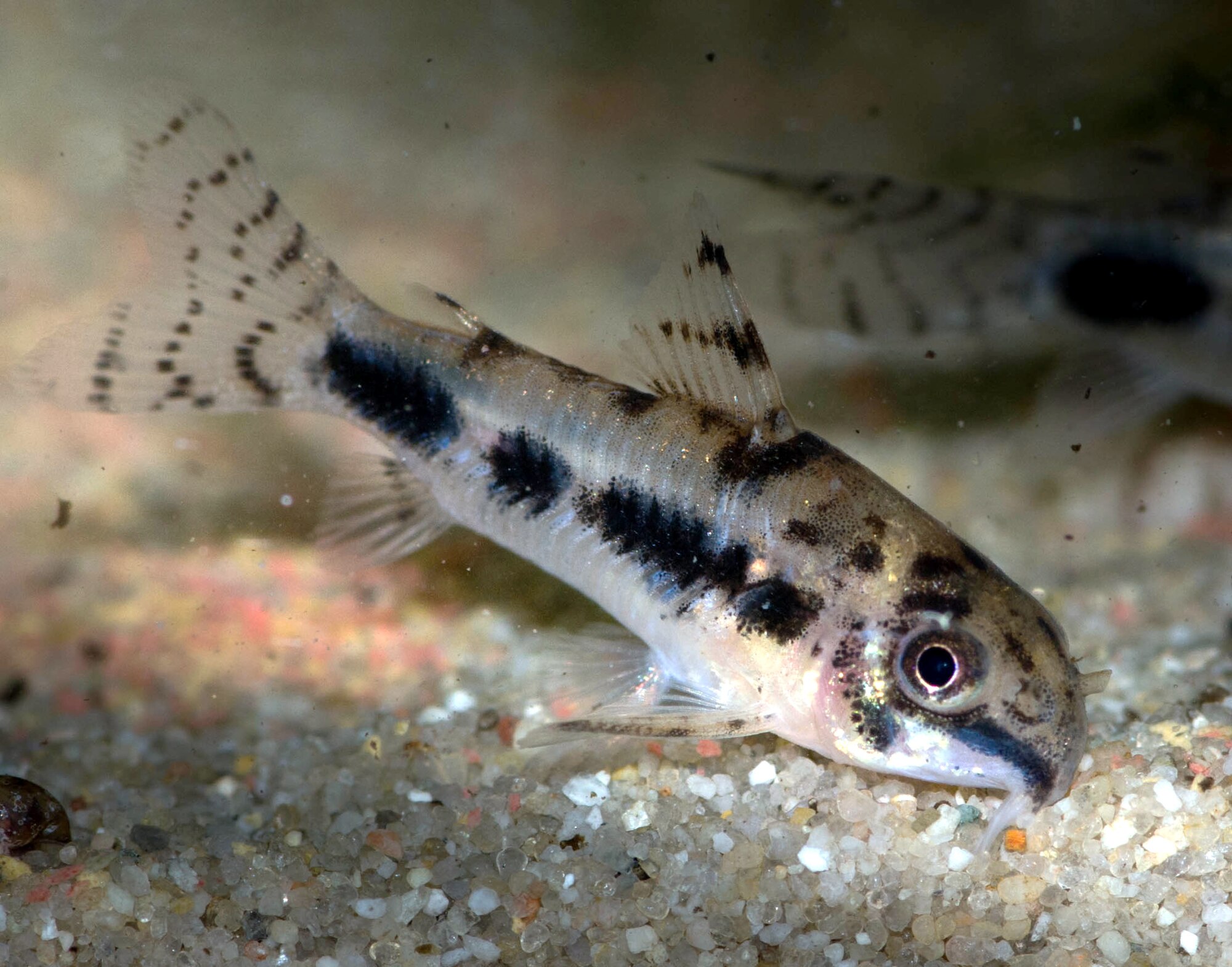 Thumbnail 2 Corydoras habrosus