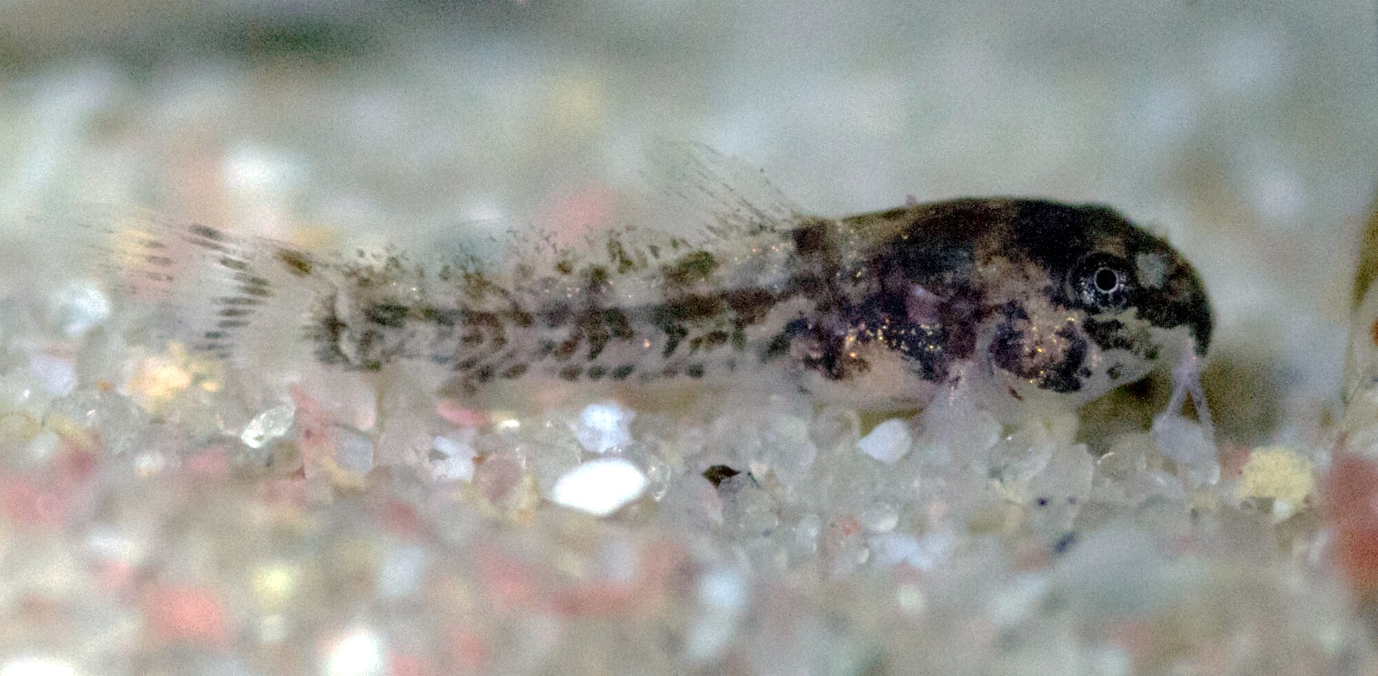 Thumbnail 3 Corydoras habrosus