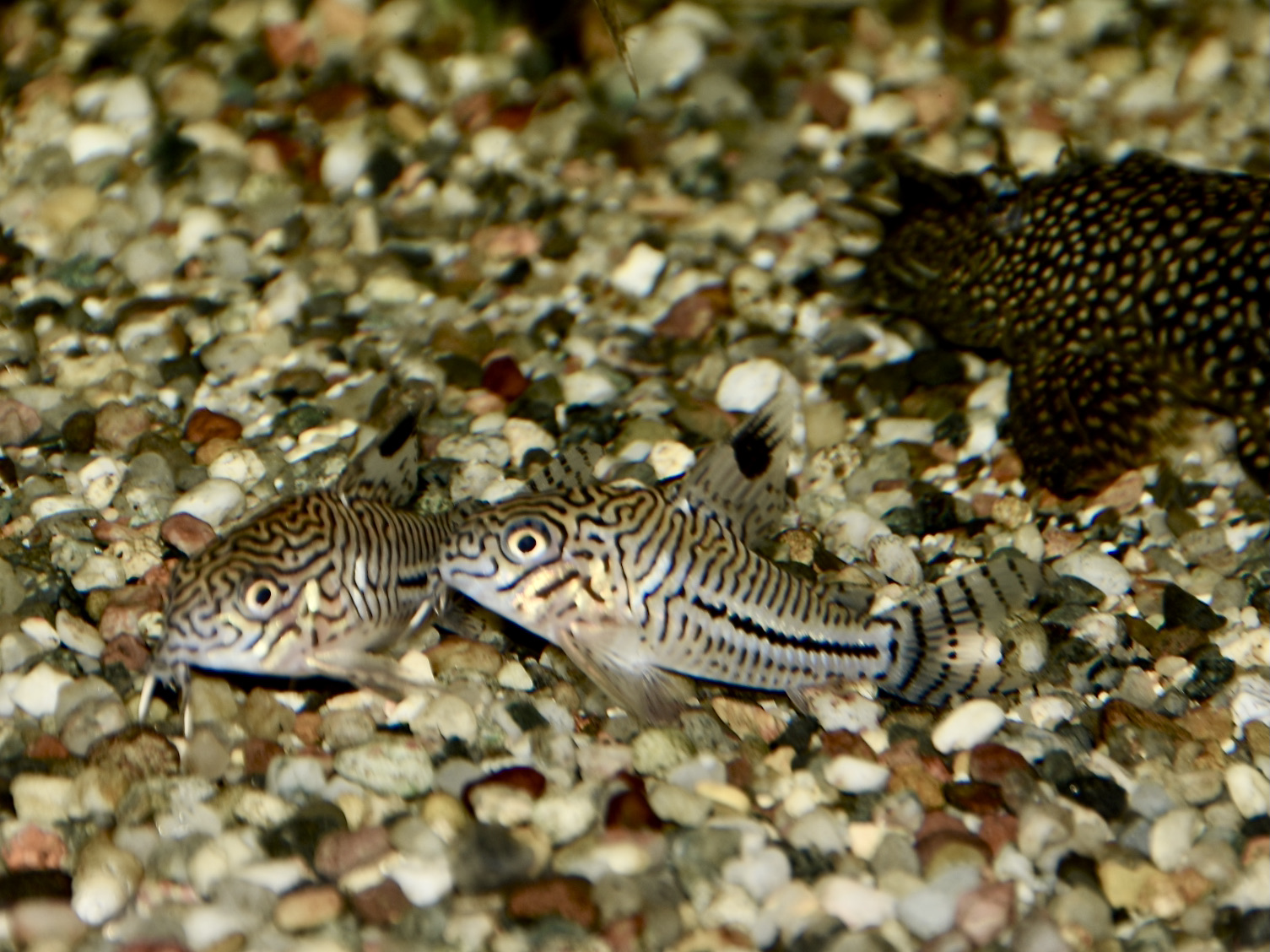 Thumbnail 2 Corydoras julii