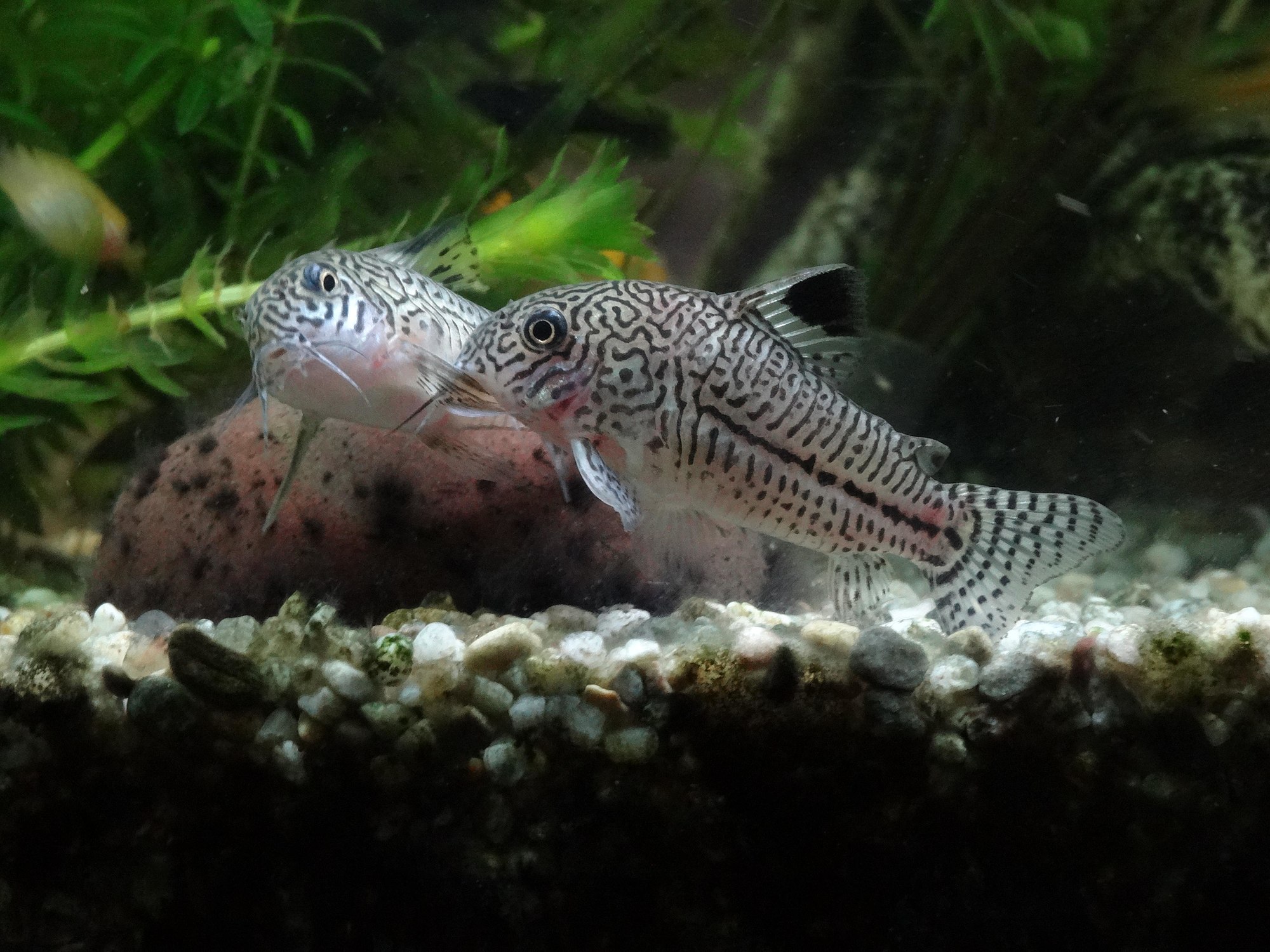 Thumbnail 3 Corydoras julii