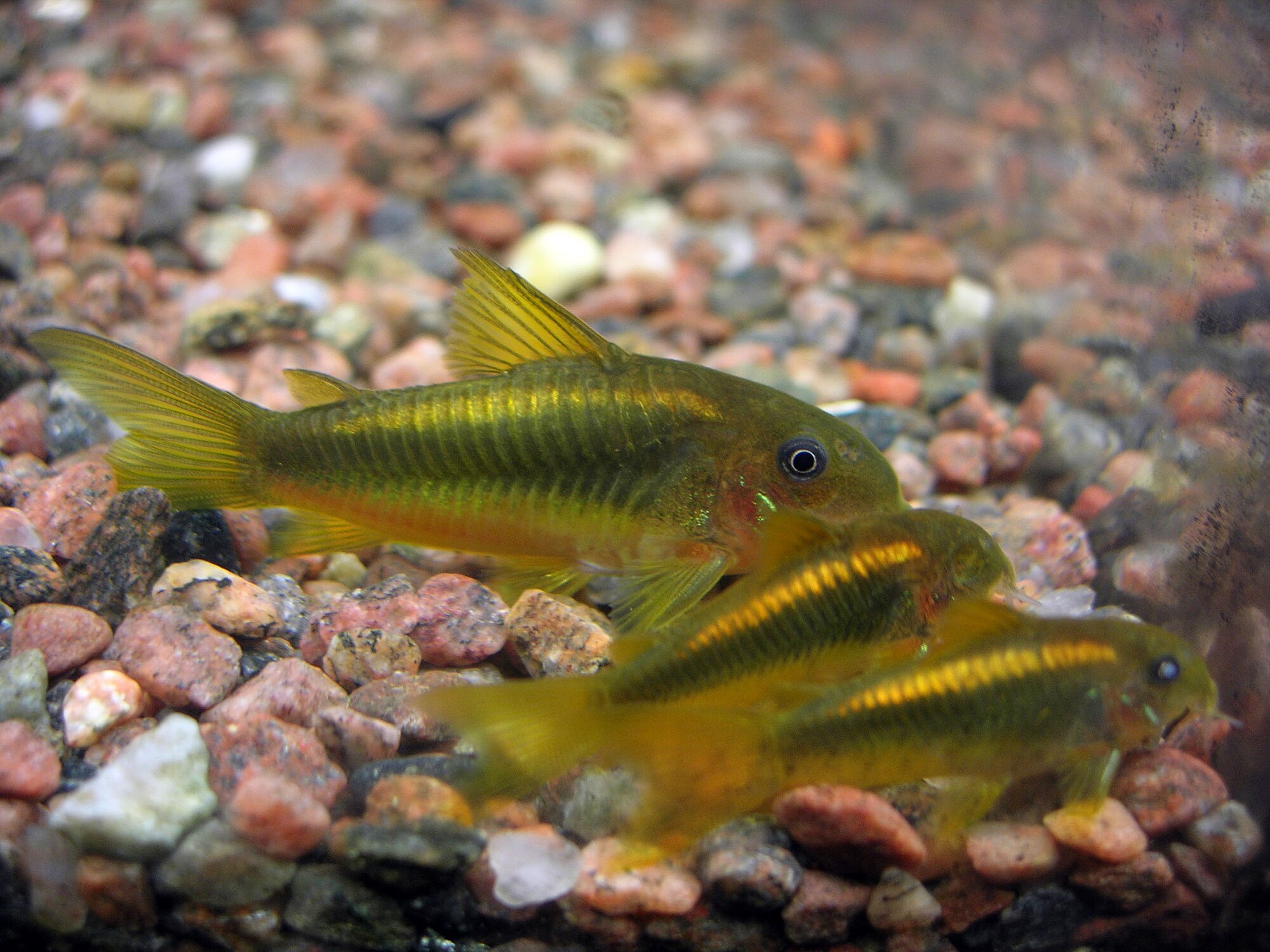 Thumbnail 2 Corydoras melanotaenia