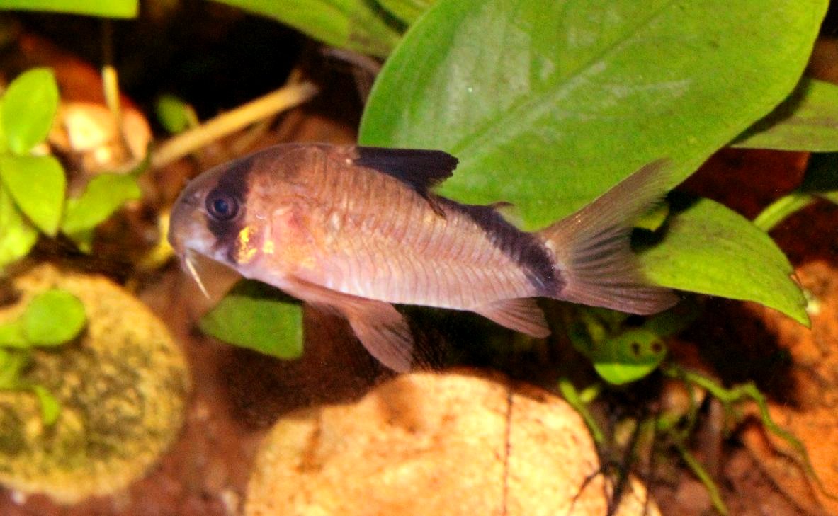 Thumbnail 2 Corydoras metae
