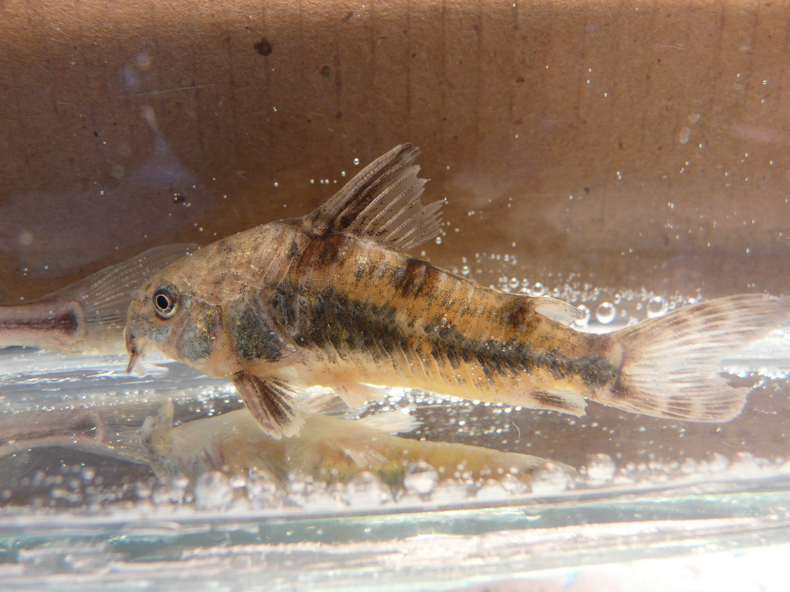 Thumbnail 2 Corydoras paleatus