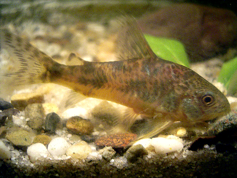 Thumbnail 3 Corydoras paleatus