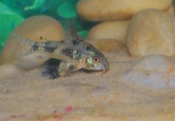 Corydoras paleatus