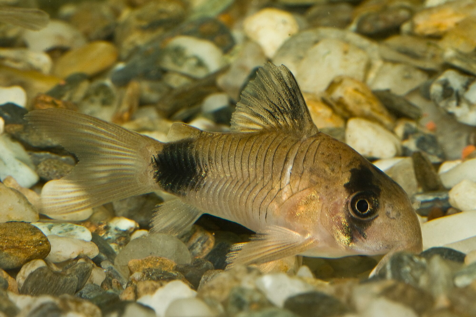 Thumbnail 2 Corydoras panda