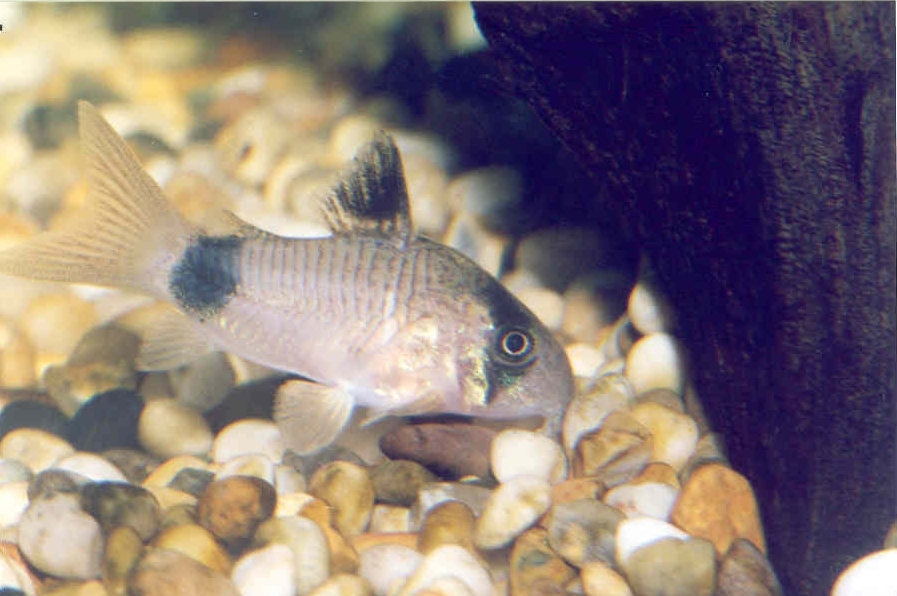 Thumbnail 3 Corydoras panda