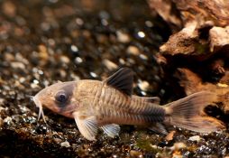 Corydoras panda