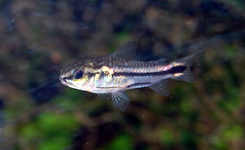 Thumbnail 2 Corydoras pygmaeus