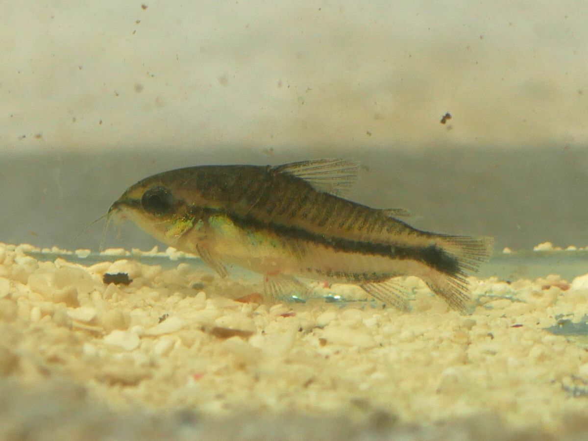 Thumbnail 3 Corydoras pygmaeus