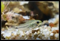 Corydoras pygmaeus