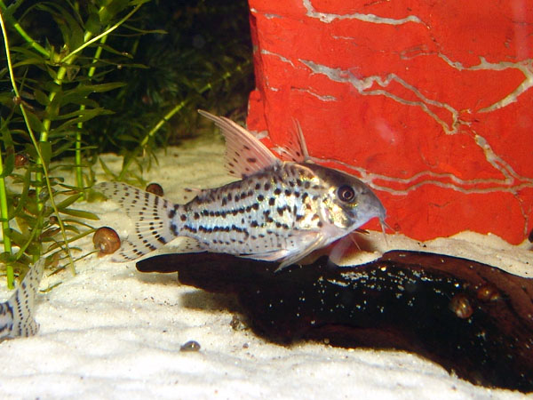 Thumbnail 2 Corydoras schwartzi
