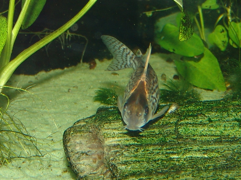 Thumbnail 3 Corydoras schwartzi