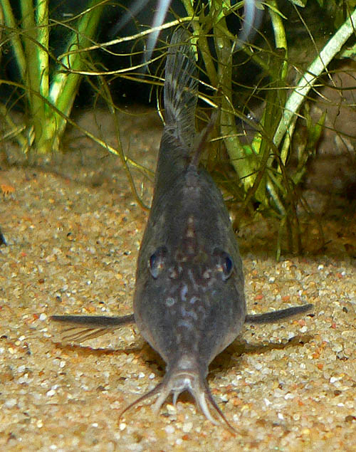 Thumbnail 2 Corydoras semiaquilus