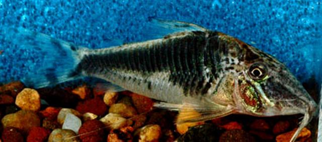 Thumbnail 3 Corydoras semiaquilus