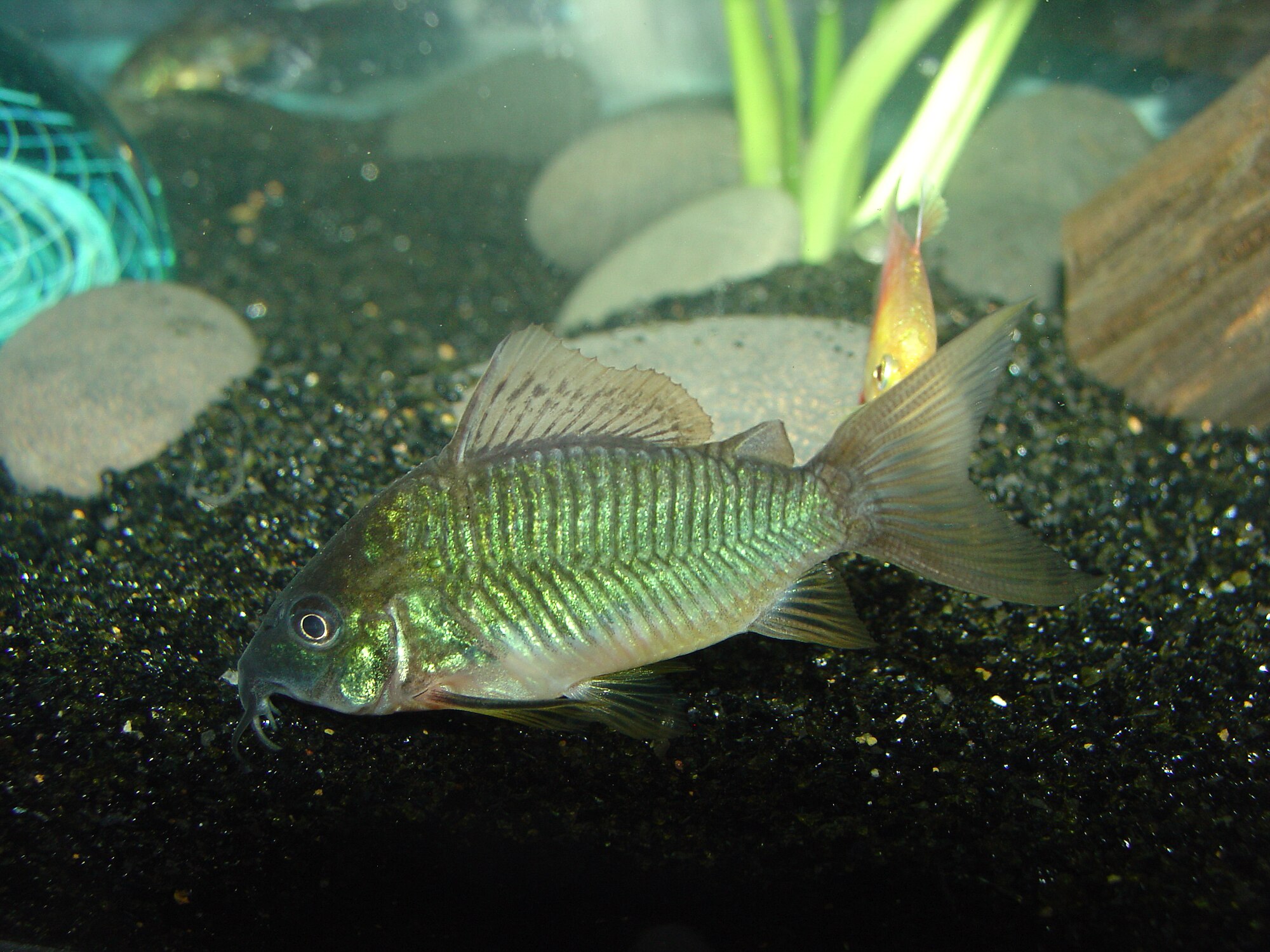 Thumbnail 2 Corydoras splendens
