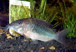 Corydoras splendens