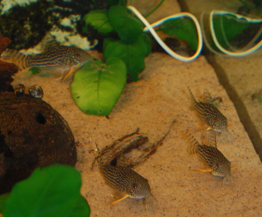 Thumbnail 2 Corydoras sterbai
