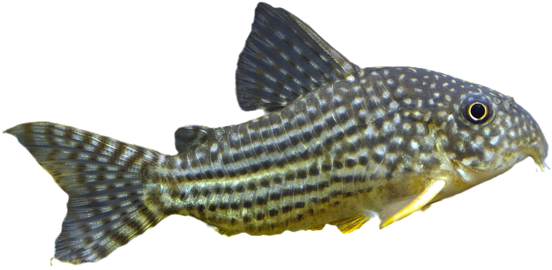 Thumbnail 3 Corydoras sterbai